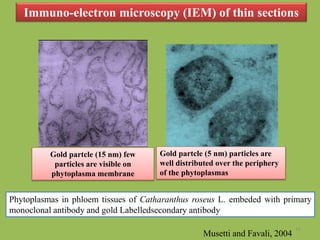 Pure Gold Partcle Detection of plant pathogens using non pcr based techniques | PPTX