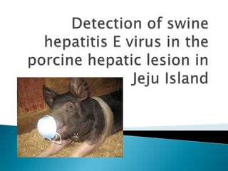 Detection of swine hepatitis E virus in the porcine hepatic lesion in Jeju Island 