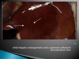 mild hepatic enlargement and scattered yellowish discoloration foci