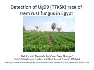 Detection of Ug99 (TTKSK) race of
stem rust fungus in Egypt
Borlaug Global Rust Initiative (BGRI) Technical Workshop, Sydney, Australia, September 17-20, 2015
Atef Shahin1, Moustafa Azab2 and Doaa El-Nagar1
Plant Pathology Research Institute1 and Wheat Research Program2, ARC, Egypt
 