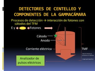 DETECTORES DE CENTELLEO Y
COMPONENTES DE LA GAMMACÁMARA
Procesos de detección → interacción de fotones con
cátodos del TFM...