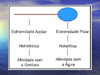 Detergentes BiodegradáVeis