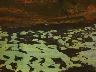 Detergentes BiodegradáVeis