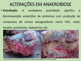 ALTERAÇÕES EM ANAEROBIOSE
• Putrefação: A verdadeira putrefação significa a
decomposição anaeróbia de proteínas com produção de
compostos de aroma desagradáveis como H2S, indol,
escatol, putrescina, cadaverina, etc.
9
http://cidadeverde.com/esperantina/42182/escola-recebe-suposta-carne-estragada-para-merenda-escolar8207
 