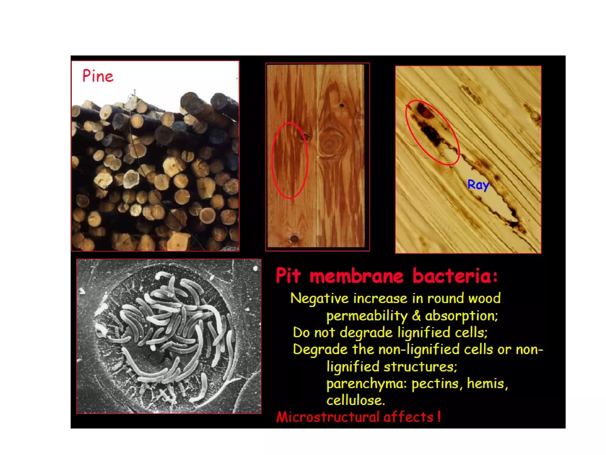 BIODETERIORATION | PPT