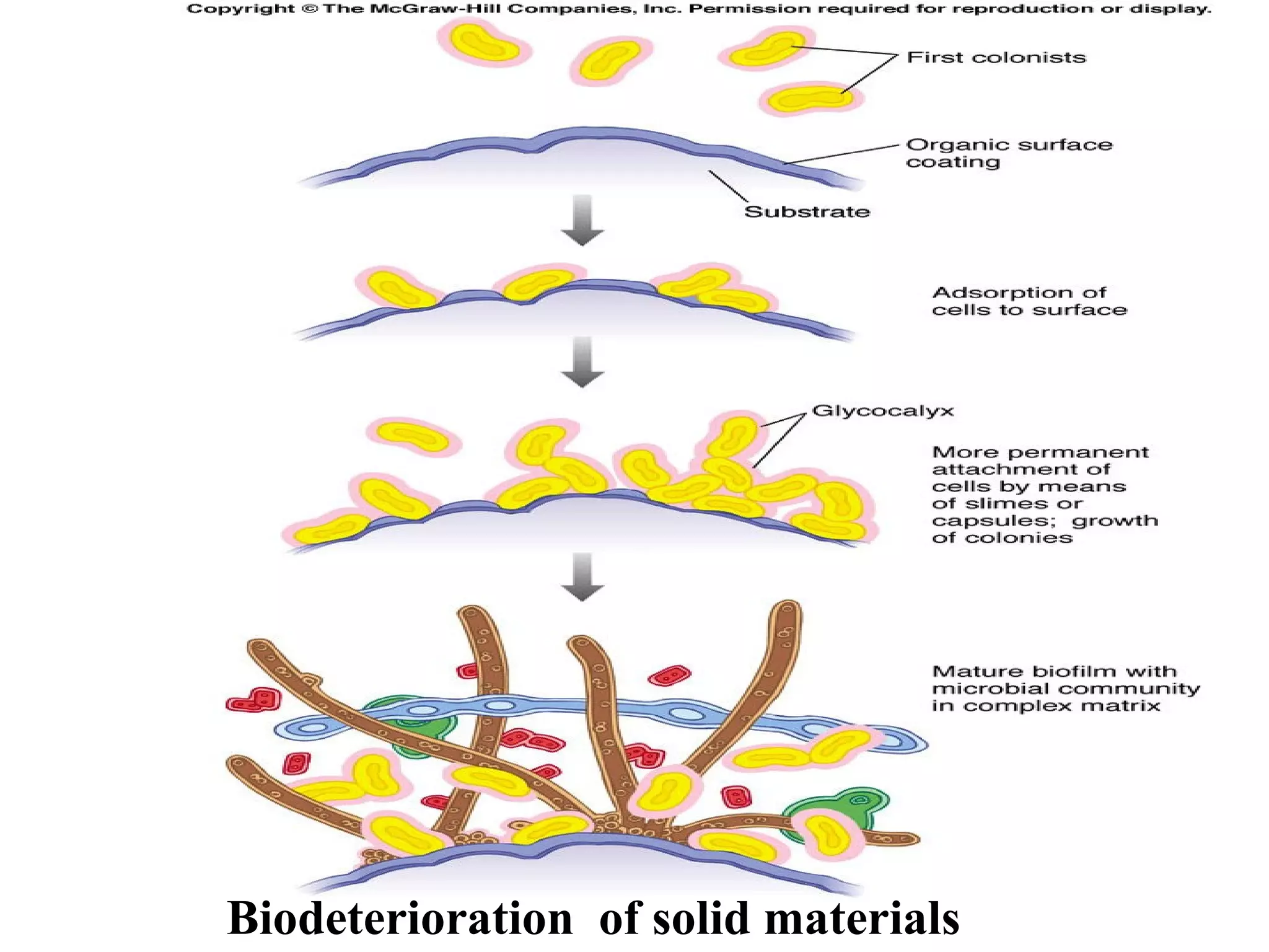 BIODETERIORATION | PPT