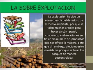LA SOBRE EXPLOTACION
La explotación ha sido un
consecuencia del deterioro de
el medio ambiente, por que se
talan muchos arboles para
hacer cartón , papel,
cuadernos, embarcaciones en
fin un sin numero de productos
que nos ofrece la madera, pero
que sin embargo afecta nuestro
ecosistema por que se talan los
bosques de manera
descontrolada.
 