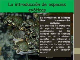 La introducción de especies
exóticas
La introducción de especies
tiene consecuencias
ecológicas
Los procesos de transporte
de especies tienen como
consecuencia que las
especies -tanto las exóticas
como las del ecosistema
receptor- se enfrentan a
situaciones ambientales
nuevas, para las que no han
sufrido un proceso de
adaptación por selección
natural.
 