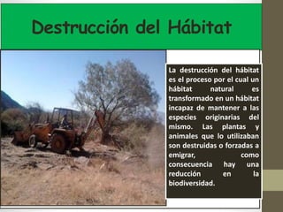 Destrucción del Hábitat
La destrucción del hábitat
es el proceso por el cual un
hábitat natural es
transformado en un hábitat
incapaz de mantener a las
especies originarias del
mismo. Las plantas y
animales que lo utilizaban
son destruidas o forzadas a
emigrar, como
consecuencia hay una
reducción en la
biodiversidad.
 