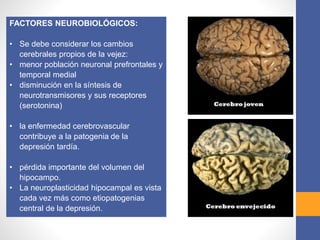 FACTORES NEUROBIOLÓGICOS:
• Se debe considerar los cambios
cerebrales propios de la vejez:
• menor población neuronal prefrontales y
temporal medial
• disminución en la síntesis de
neurotransmisores y sus receptores
(serotonina)
• la enfermedad cerebrovascular
contribuye a la patogenia de la
depresión tardía.
• pérdida importante del volumen del
hipocampo.
• La neuroplasticidad hipocampal es vista
cada vez más como etiopatogenias
central de la depresión.
 