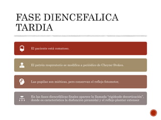 El paciente está comatoso.
El patrón respiratorio se modifica a periódico de Cheyne-Stokes.
Las pupilas son mióticas, pero conservan el reflejo fotomotor,
En las fases diencefálicas finales aparece la llamada “rigidezde decorticación”,
donde es característica la disfunción piramidal y el reflejo plantar extensor
 