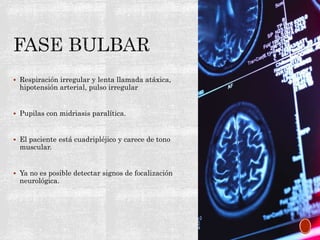  Respiración irregular y lenta llamada atáxica,
hipotensión arterial, pulso irregular
 Pupilas con midriasis paralítica.
 El paciente está cuadripléjico y carece de tono
muscular.
 Ya no es posible detectar signos de focalización
neurológica.
 