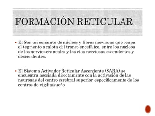  El Son un conjunto de núcleos y fibras nerviosas que ocupa
el tegmento o calota del tronco encefálico, entre los núcleos
de los nervios craneales y las vías nerviosas ascendentes y
descendentes.
 El Sistema Activador Reticular Ascendente (SARA) se
encuentra asociada directamente con la activación de las
neuronas del centro cerebral superior, específicamente de los
centros de vigilia/sueño
 