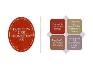 PRINCIPA
LES
FUNCION
ES
Control de
la función
motora
Control de
la
sensibilidad
somática y
visceral
Regulación
de reflejos
defensivos
Regulación
del
mecanismo
vigilia-
sueño
 
