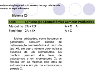 A determinação genética do sexo e a herança relacionada
ao sexo na espécie humana

Sistema X0

Sexo
Constituição Cromossômica Gametas Produzidos
Masculino 2A + XO
A+X A
Feminino 2A + XX
A+X
Muitos artrópodes, como besouros e
gafanhotos,
possuem
sistema
de
determinação cromossômica do sexo do
tipo X0, em que o número zero indica a
ausência de um cromossomo. Os
machos possuem
dois lotes
de
autossomos e um cromossomo X; as
fêmeas têm os mesmos dois lotes de
autossomos e um par de cromossomos
sexuais X.

 
