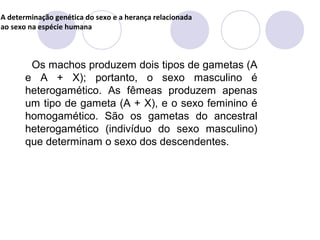 A determinação genética do sexo e a herança relacionada
ao sexo na espécie humana

Os machos produzem dois tipos de gametas (A
e A + X); portanto, o sexo masculino é
heterogamético. As fêmeas produzem apenas
um tipo de gameta (A + X), e o sexo feminino é
homogamético. São os gametas do ancestral
heterogamético (indivíduo do sexo masculino)
que determinam o sexo dos descendentes.

 