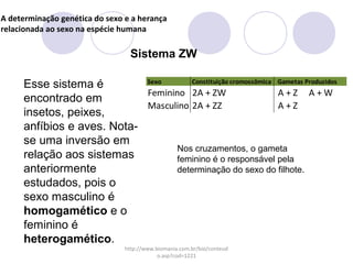 A determinação genética do sexo e a herança
relacionada ao sexo na espécie humana

Sistema ZW
Sexo
Constituição cromossômica Gametas Produzidos
Esse sistema é
Feminino 2A + ZW
A+Z A+W
encontrado em
Masculino 2A + ZZ
A+Z
insetos, peixes,
anfíbios e aves. Notase uma inversão em
Nos cruzamentos, o gameta
relação aos sistemas
feminino é o responsável pela
anteriormente
determinação do sexo do filhote.
estudados, pois o
sexo masculino é
homogamético e o
feminino é
heterogamético.
http://www.biomania.com.br/bio/conteud
o.asp?cod=1221

 