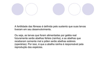 A fertilidade das fêmeas é definida pelo sustento que suas larvas
tiveram em seu desenvolvimento.
Ou seja, as larvas que foram alimentadas por geléia real
futuramente serão abelhas férteis (rainha), e as abelhas que
receberam somente mel e pólen serão abelhas estéreis
(operárias). Por isso, é que a abelha rainha é responsável pela
reprodução das espécies.

 