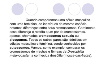 Quando comparamos uma célula masculina
com uma feminina, de indivíduos da mesma espécie,
notamos diferenças entre seus cromossomos. Geralmente,
essa diferença é restrita a um par de cromossomos,
apenas, chamados cromossomos sexuais ou
alossomos. Todos os outros pares são idênticos em
células masculina e feminina, sendo conhecidos por
autossomos. Vamos, como exemplo, comparar os
cromossomos de machos e fêmeas de Drosophilla
melanogaster, a conhecida drosófila (mosca-das-frutas).

 