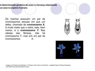 BIOLOGIA, 3 ª ano
A determinação genética do sexo e a herança relacionada
ao sexo na espécie humana

Os machos possuem um par de
cromossomos sexuais em que um
deles, chamado de cromossomo X,
é muito maior que o outro; este, bem
menor, é o cromossomo Y. Nas
células das fêmeas, não há
cromossomo Y, mas sim um par de
cromossomos
X.

Imagem: (a) Thomas Hunt Morgan / A Critique of the Theory of Evolution., available freely at Project Gutenberg
e (b) GNU Free Documentation License.

 