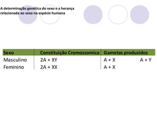 A determinação genética do sexo e a herança
relacionada ao sexo na espécie humana

Sexo

Constituição Cromossomica Gametas produzidos

Masculino
Feminino

2A + XY
2A + XX

A+X
A+X

A+Y

 
