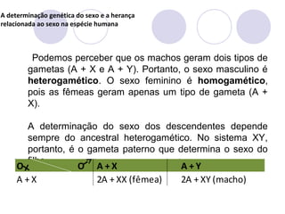 A determinação genética do sexo e a herança
relacionada ao sexo na espécie humana

Podemos perceber que os machos geram dois tipos de
gametas (A + X e A + Y). Portanto, o sexo masculino é
heterogamético. O sexo feminino é homogamético,
pois as fêmeas geram apenas um tipo de gameta (A +
X).
A determinação do sexo dos descendentes depende
sempre do ancestral heterogamético. No sistema XY,
portanto, é o gameta paterno que determina o sexo do
filho.

O
A +X

O

A+X
2A + XX (fêmea)

A+Y
2A + XY (macho)

 