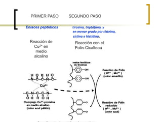 PRIMER PASO SEGUNDO PASO
Reacción de
Cu2+ en
medio
alcalino
Reacción con el
Folin-Cicalteau
Enlaces peptídicos tirosina, triptófano, y
en menor grado por cisteína,
cistina e histidina.
 