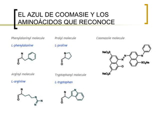 EL AZUL DE COOMASIE Y LOS
AMINOÁCIDOS QUE RECONOCE
 