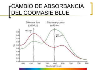CAMBIO DE ABSORBANCIA
DEL COOMASIE BLUE
Coomasie libre Coomasie-proteína
(catiónico) (aniónico)
 