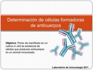 Determinación de células formadoras
           de anticuerpos


Objetivo: Poner de manifiesto en un
cultivo in vitro la existencia de
células que producen anticuerpos
en un animal inmunizado.




                                      Laboratorio de inmunología 2011
 