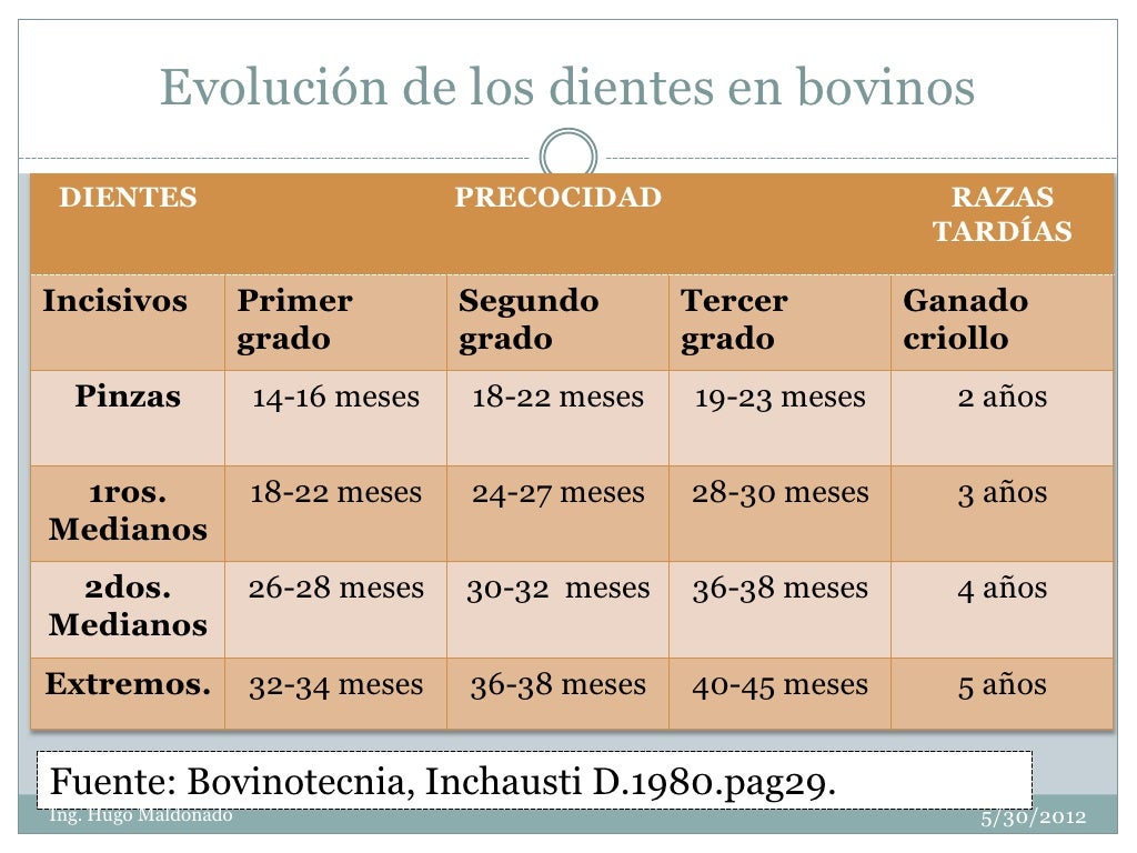 Determinación de la edad en bovinos