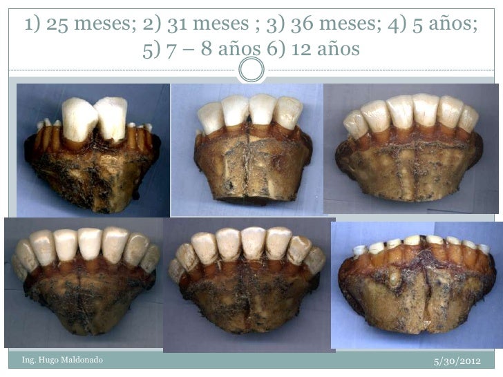 Determinación de la edad en bovinos