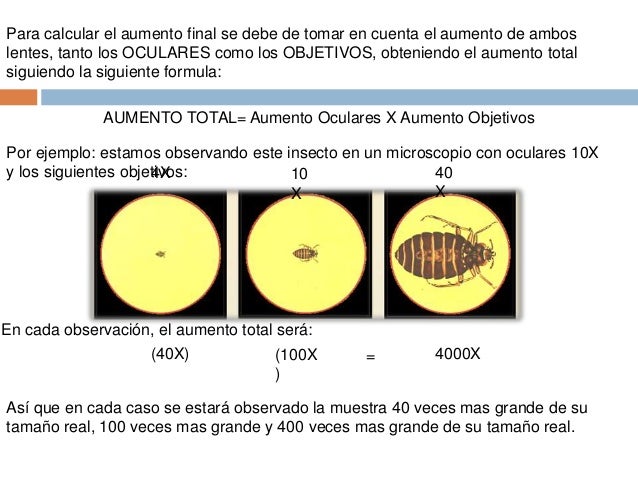 Determinación del aumento en microscopia