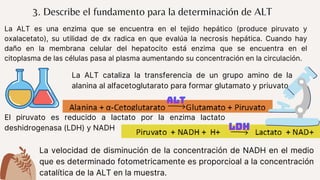 La ALT es una enzima que se encuentra en el tejido hepático (produce piruvato y
oxalacetato), su utilidad de dx radica en que evalúa la necrosis hepática. Cuando hay
daño en la membrana celular del hepatocito está enzima que se encuentra en el
citoplasma de las células pasa al plasma aumentando su concentración en la circulación.
El piruvato es reducido a lactato por la enzima lactato
deshidrogenasa (LDH) y NADH
La velocidad de disminución de la concentración de NADH en el medio
que es determinado fotometricamente es proporcioal a la concentración
catalítica de la ALT en la muestra.
La ALT cataliza la transferencia de un grupo amino de la
alanina al alfacetoglutarato para formar glutamato y priuvato
3. Describe el fundamento para la determinación de ALT
ALT
ALT
ALT
LDH
LDH
LDH
 
