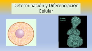 Determinación y Diferenciación
Celular
 
