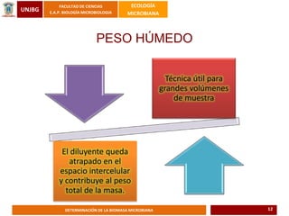 UNJBG
FACULTAD DE CIENCIAS
E.A.P. BIOLOGÍA MICROBIOLOGIA
ECOLOGÍA
MICROBIANA
DETERMINACIÓN DE LA BIOMASA MICROBIANA
PESO HÚMEDO
Técnica útil para
grandes volúmenes
de muestra
El diluyente queda
atrapado en el
espacio intercelular
y contribuye al peso
total de la masa.
12
 