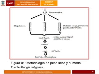UNJBG
FACULTAD DE CIENCIAS
E.A.P. BIOLOGÍA MICROBIOLOGIA
ECOLOGÍA
MICROBIANA
DETERMINACIÓN DE LA BIOMASA MICROBIANA
Figura 01: Metodología de peso seco y húmedo
Fuente: Google Imágenes
30
 