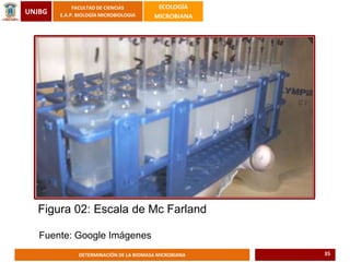 UNJBG
FACULTAD DE CIENCIAS
E.A.P. BIOLOGÍA MICROBIOLOGIA
ECOLOGÍA
MICROBIANA
DETERMINACIÓN DE LA BIOMASA MICROBIANA
Figura 02: Escala de Mc Farland
Fuente: Google Imágenes
35
 