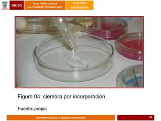 UNJBG
FACULTAD DE CIENCIAS
E.A.P. BIOLOGÍA MICROBIOLOGIA
ECOLOGÍA
MICROBIANA
DETERMINACIÓN DE LA BIOMASA MICROBIANA
Figura 04: siembra por incorporación
Fuente: propia
40
 
