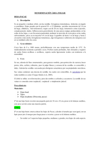 DETERMINACIÓN ÁREA FOLIAR
HOJA PACAE
1. Descripción
Es un pequeño o mediano árbol, con las ramillas ferruginosa-tomentulosas, lenticelas en ángulo
o camellones. Hojas grandes,por lo general 10 - o 12 folioladas; pecíolos mayormente de 2-4 cm
de largo, cilíndricos, rufo-tomentosos; raquis casi de 20 cm. largo, tomentosos como el pecíolo,
conspicuamente alados. Inflorescencia generalmente de unas pocas espigas pedunculadas en las
axilas de las hojas, o con frecuencia paniculada mediante la inserción de estos picos en los nodos
sub-terminales; picos en su mayoría 6-8 cm de largo. Legumbre de hasta 1 m de largo y hasta 2
cm ancho o más ancho, ferrugineous-tomentosas, algo tetragonous o subteretes,los márgenescasi
en su totalidad cubre las caras
2. Generalidades
Crece bien de 0 a 1800 msnm, preferiblemente con una temperatura media de 15°C. Es
moderadamente resistente a períodos secos. Prefiere suelos profundos, bien drenados y requiere
de suelos franco arcillosos a arcillosos; soporta suelos ligeramente ácidos con tendencia a la
neutralidad.
3. Usos
Se usa, además de fines ornamentales, para generar sombrío, para protección de cuencas,hacer
postes, leña, carbón y alimento, pues la pulpa blanca y carnosa de las semillas es comestible y
dulce. Ademáslas semillas son usadaspor aborígenes amazónicos por suspropiedades narcóticas.
Sus vainas contienen una docena de semillas las cuales son comestibles, la sarcotesta que las
rodea también se come (Vargas-Simón et al., 2005).
El árbol se utiliza en reforestación y para dar sombra a cafetales y cacaoteros. La semilla de sus
vainas es conocida como cuajinicuil, cuajinicuil o simplemente jinicuil.
Procedimiento
Materiales
 Hojas bond
 Tijera
 Hojas de plantas (Drocemia, pacae)
1º de una hoja boom recortar una pequeña parte de 10 cm x 10 cm, pesar en la balanza analítica,
este peso servirá como una muestra patrón.
0.796 g
2º en una hoja boom entera colocar las hojas de Pacae, calcular el tamaño que sean igual, con un
lapis pasar por el margen para luego pasar a recortar y pesar en la balanza analítica.
- Se realizó en 3 aspectos hojas pequeñas, medianas y grandes, tres hojas de cada aspecto.
 