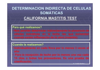 DETERMINACION INDIRECTA DE CELULASDETERMINACION INDIRECTA DE CELULAS
SOMÁTICASSOMÁTICAS
DETERMINACION INDIRECTA DE CELULASDETERMINACION INDIRECTA DE CELULAS
SOMÁTICASSOMÁTICAS
CALIFORNIA MASTITIS TESTCALIFORNIA MASTITIS TEST
Para qué realizamos?
• Nos permite determinar indirectamente la presencia de
células somáticas en la leche las que aumentan
Dr. Cornelio Rosales J.Dr. Cornelio Rosales J.
células somáticas en la leche las que aumentan
cuando existe Inflamación de la ubre (mastitis)
Cuando la realizamos?
• Individualmente en cada finca por lo menos 3 veces al
año
• Para la recepción de leche por lo menos una vez cada
15 días a todos los proveedores. Es una prueba de
clasificación.
 