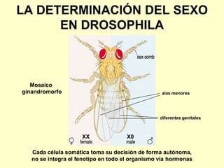 LA DETERMINACIÓN DEL SEXO
      EN DROSOPHILA



   Mosaico
ginandromorfo                                     alas menores




                                                  diferentes genitales



                     XX              X0

   Cada célula somática toma su decisión de forma autónoma,
   no se integra el fenotipo en todo el organismo vía hormonas
 