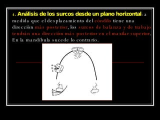 4 . Análisis de los surcos desde un plano horizontal : a medida que el desplazamiento del  cóndilo  tiene una dirección  más posterior , los  surcos de balanza y de trabajo tendrán una dirección más posterior en el maxilar superior . En la mandíbula sucede lo contrario. 