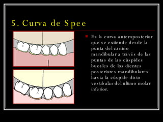 5. Curva de Spee Es la curva anteroposterior que se extiende desde la punta del canino mandibular a través de las puntas de las cúspides bucales de los dientes posteriores mandibulares hasta la cúspide disto vestibular del ultimo molar inferior. 