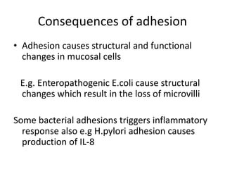 Adhesion Examples Infection Determinants of bacterial pathogenicity | PPTX