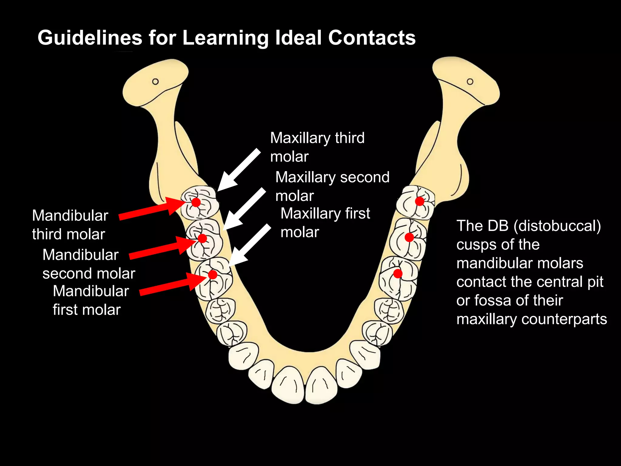 Guidelines for Learning Ideal Contacts



                       Maxillary third
                       molar
                       Maxillary second
                       molar
Mandibular              Maxillary first
                        molar             The DB (distobuccal)
third molar
                                          cusps of the
  Mandibular
                                          mandibular molars
  second molar
                                          contact the central pit
    Mandibular
                                          or fossa of their
    first molar
                                          maxillary counterparts
 