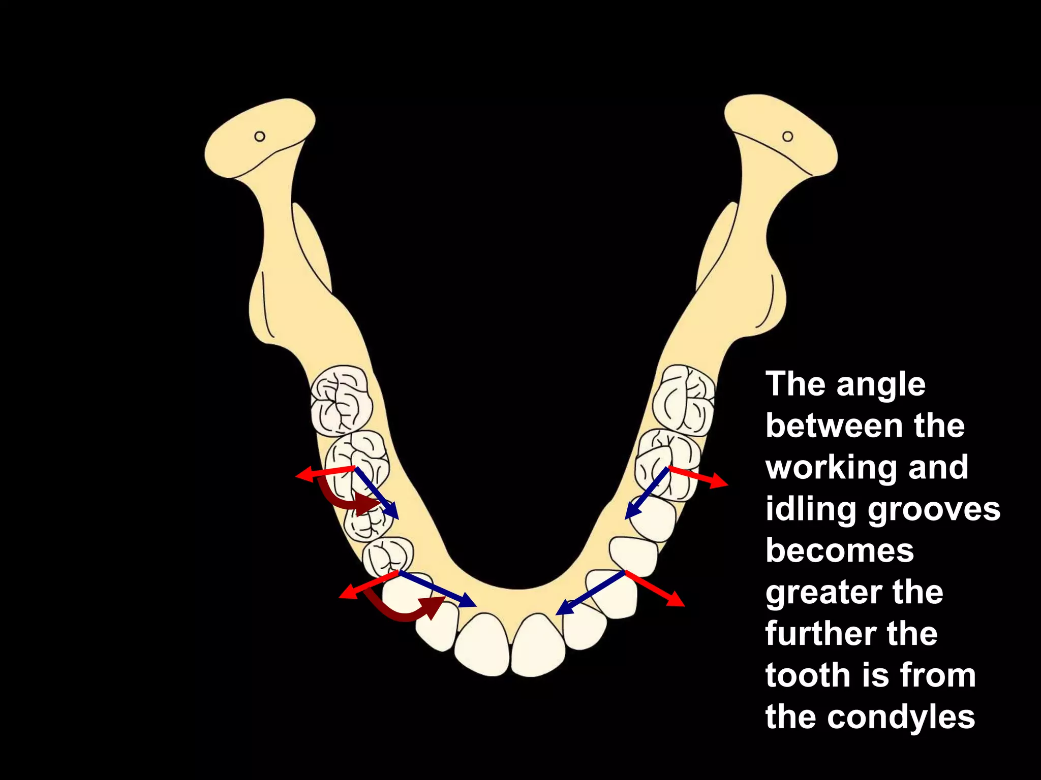 The angle
between the
working and
idling grooves
becomes
greater the
further the
tooth is from
the condyles
 