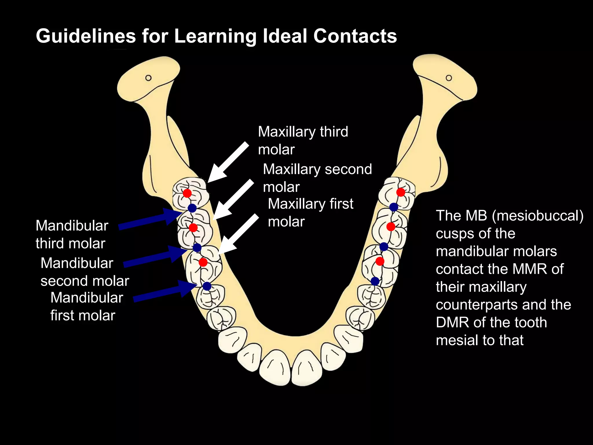 Guidelines for Learning Ideal Contacts



                       Maxillary third
                       molar
                       Maxillary second
                       molar
                        Maxillary first
                        molar             The MB (mesiobuccal)
Mandibular
                                          cusps of the
third molar
                                          mandibular molars
 Mandibular                               contact the MMR of
 second molar                             their maxillary
   Mandibular                             counterparts and the
   first molar                            DMR of the tooth
                                          mesial to that
 