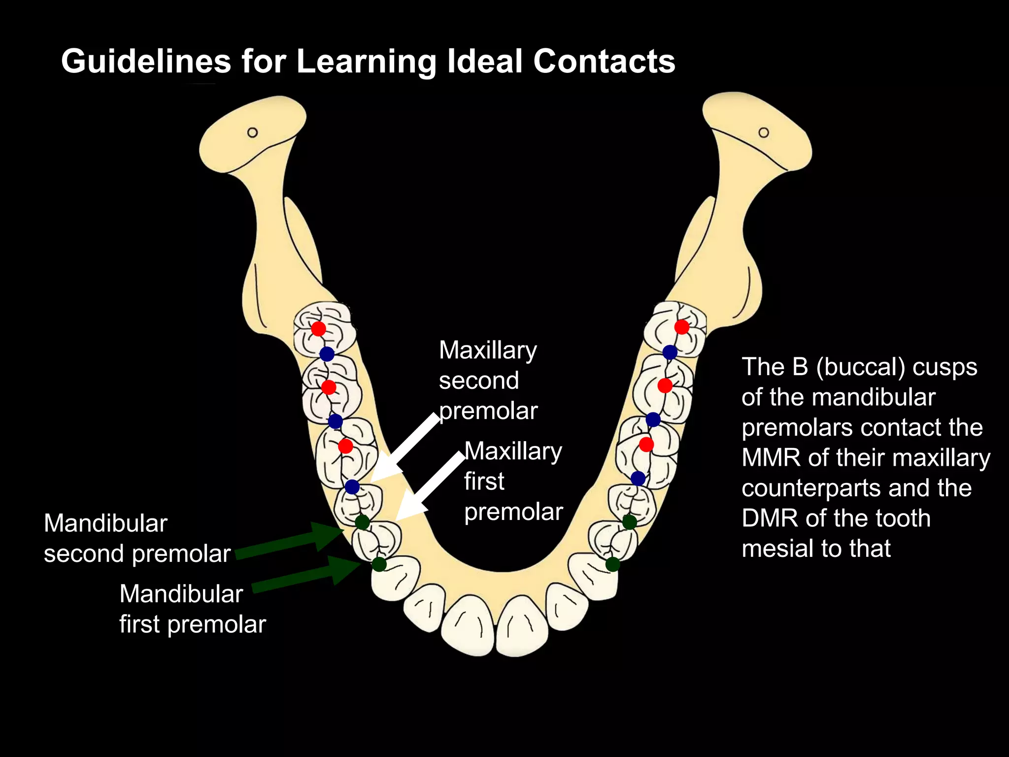 Guidelines for Learning Ideal Contacts




                        Maxillary
                                          The B (buccal) cusps
                        second
                                          of the mandibular
                        premolar
                                          premolars contact the
                          Maxillary       MMR of their maxillary
                          first           counterparts and the
Mandibular                premolar        DMR of the tooth
second premolar                           mesial to that
      Mandibular
      first premolar
 