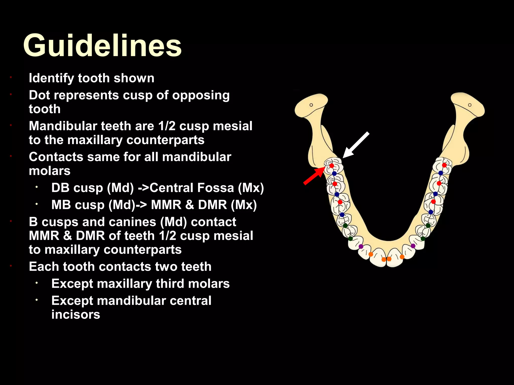 Guidelines
•   Identify tooth shown
•   Dot represents cusp of opposing
    tooth
•   Mandibular teeth are 1/2 cusp mesial
    to the maxillary counterparts
•   Contacts same for all mandibular
    molars
     •  DB cusp (Md) ->Central Fossa (Mx)
     •  MB cusp (Md)-> MMR & DMR (Mx)
•   B cusps and canines (Md) contact
    MMR & DMR of teeth 1/2 cusp mesial
    to maxillary counterparts
•   Each tooth contacts two teeth
     •  Except maxillary third molars
     •  Except mandibular central
        incisors
 